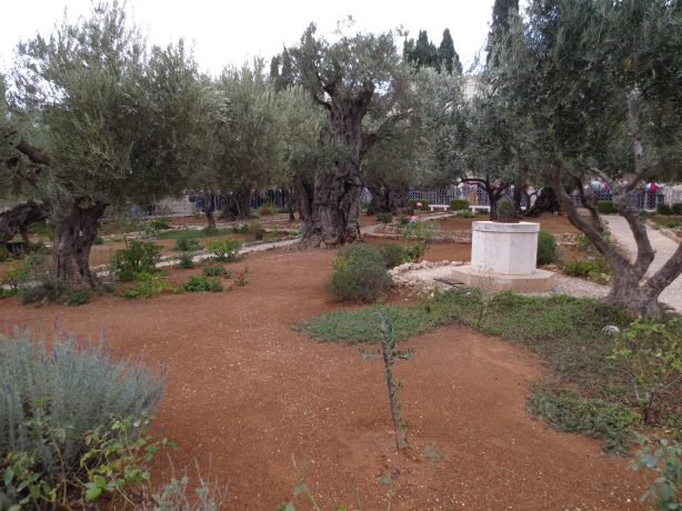 The Garden of Gethsemene, at the base of theMt. of Olives, where Jesus prayed on Thursday night with his disciples (and where they fell asleep). This is also where Judas kissed Jesus in betrayal.